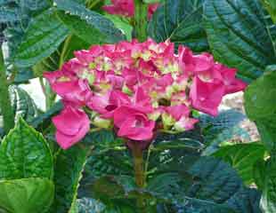 hydrangea flower head