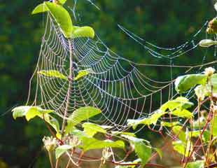 Spiders web in October