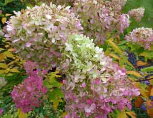 Fading blooms hydrangea particulata 