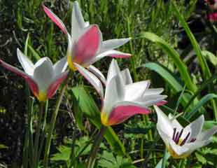 Tulip lady jane