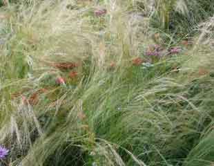 Soft grasses
