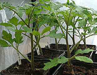small tomato plants
