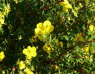 potentilla