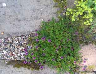 Thyme