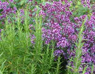 herb-rosemary-and-oregano-310x240