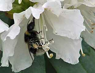 蜜蜂的植物杜鹃花