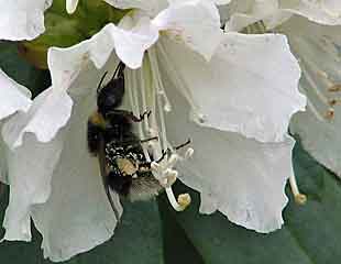 Rhododendrons 