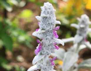 Stachys bysantina also known as Lamb's ears.