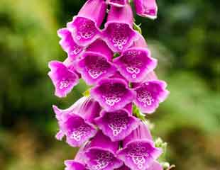 Digitalis common foxglove