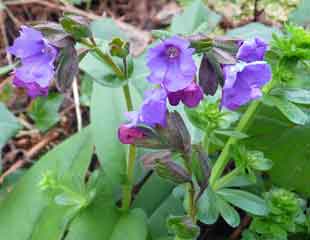 Pulmonaria in natural setting