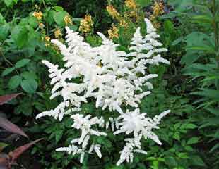 Astilbe 'Professor van der Wielen'