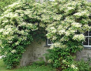 Climbing Hydrangea