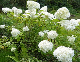 Hydrangea-paniculata-in-bloom--310-x-240