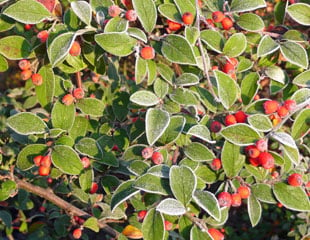 Cotoneaster berries