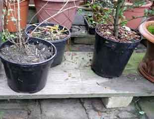 Overwintering plants on a trestle in a greenhouse