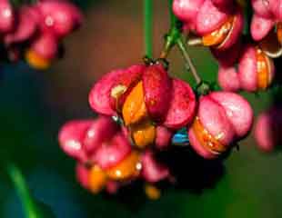 euonymus europaeus-red-cascade spindle tree-