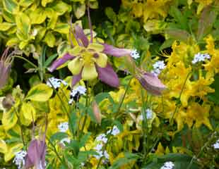 Aquilegia 'Swan Lavender' a brilliant bright yellow spring combination