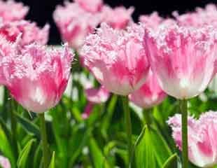 pink fringed tulips