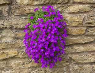 Aubretia trailing down a wall