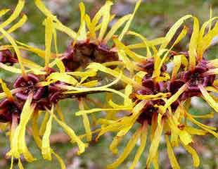 hamamelis common name witch hazel