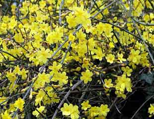 Winter flowering Jasmine