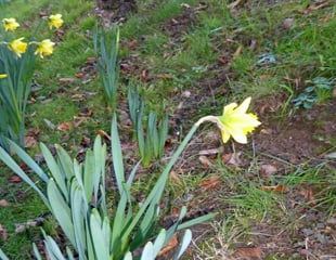 Daffodil flowering in Jan