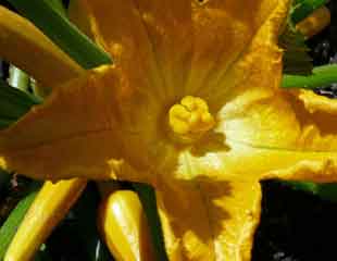 Courgette flower