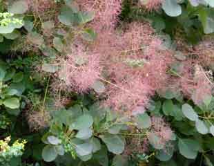 Smoking cotinus close up 