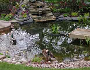 鸭子在池塘里
