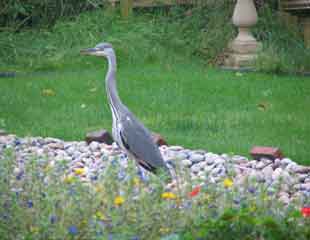 Heron on way to pond