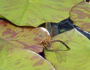 Brown Hawker laying eggs 