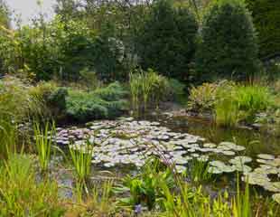 Garden Pond Ideas