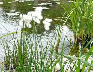 Cotton grass Eriophorum angustifolium