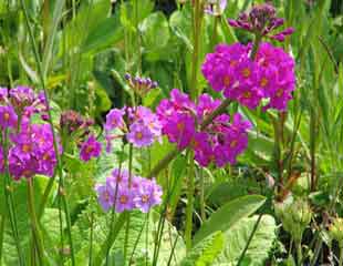 primula candelabra a tall variety in shades of purple suitable for damp comditins
