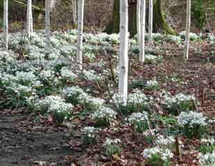 Snow drops Galanthus with White birch Betula utilis var. jacquemontii