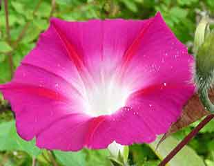 Ipomoea ' morning glory' flowers lovely pink trumpet of flowers