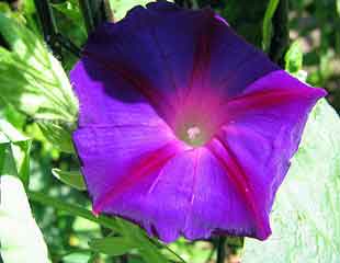 Ipomoea purpurea morning glory ing glory