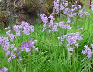 group of bluebells in natural setting