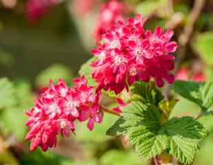 Ribes sanguineum flowering