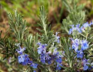 Rosemary flowers 