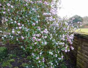 Daphne Odora shrub in bloom