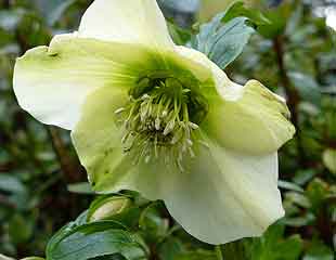 Hellebores-lovely-310-x-240