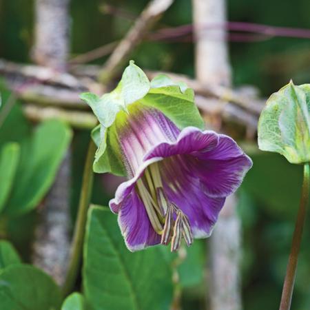 Cobaea scandens the cup and saucer plant