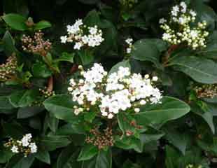 viburnum tinus