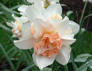 Narcissus 'Precocious' 