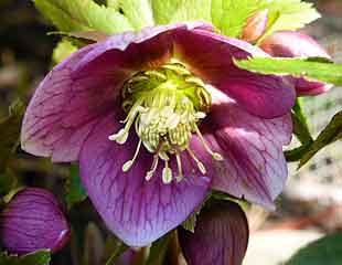 Hellebore