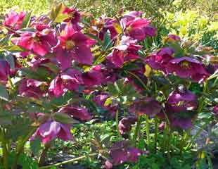 Clump of Hellebores