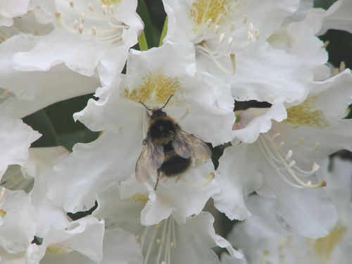 rhododendron in spring