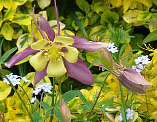 Aquilegia 'Swan lavender' combinded with Euonymus and decidous Rhododendron luteum