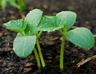 Courgette seedlings